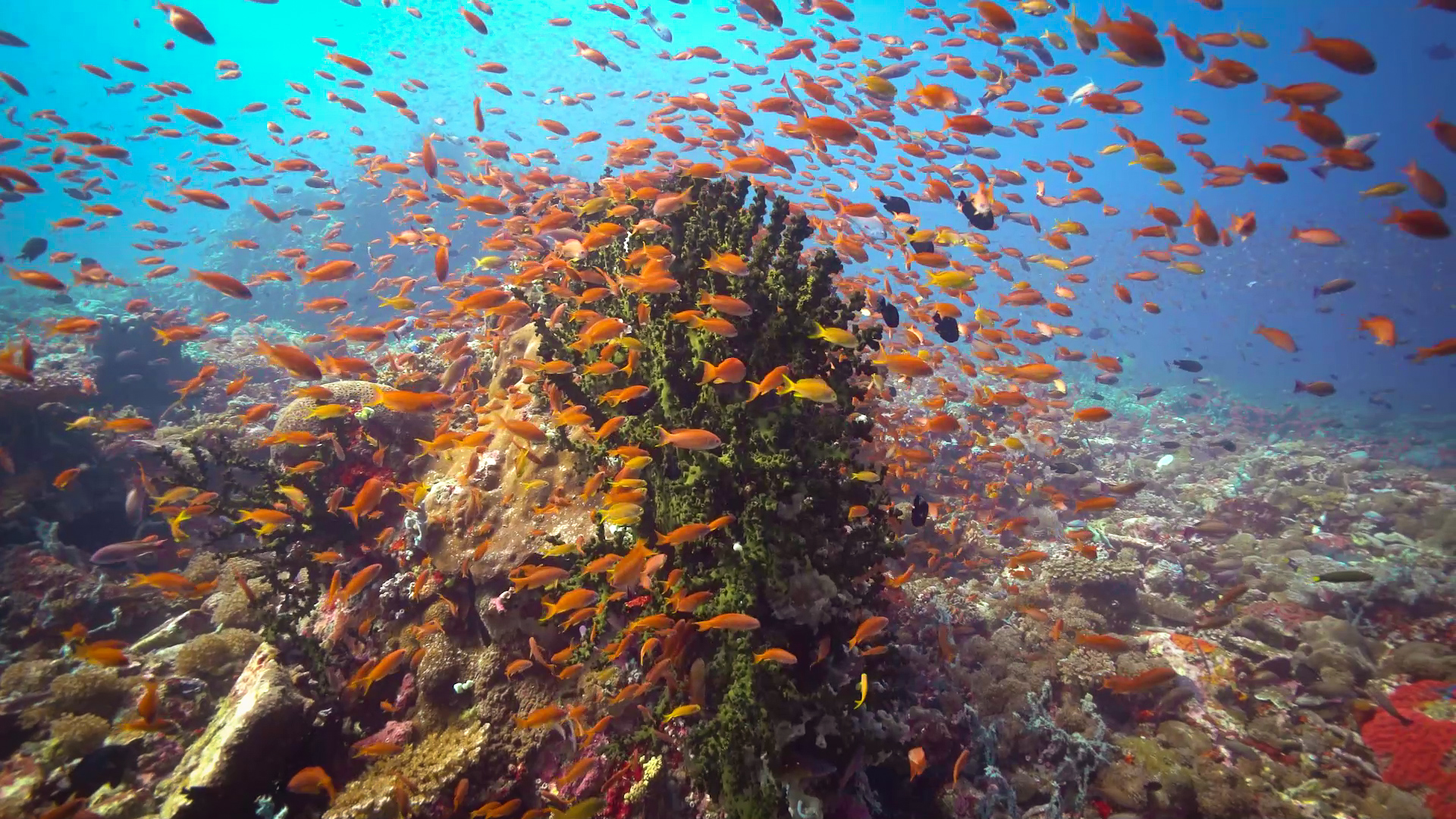 Protect the Verde Island Passage. Be a #VIPforVIP.