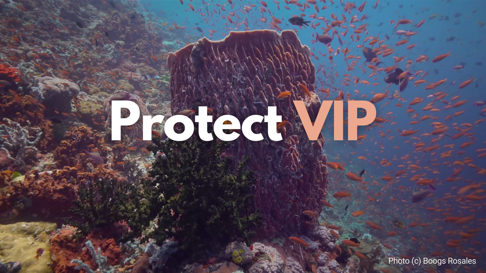 Locals, environmentalists seek termination of fossil gas projects, protection for Verde Island Passage