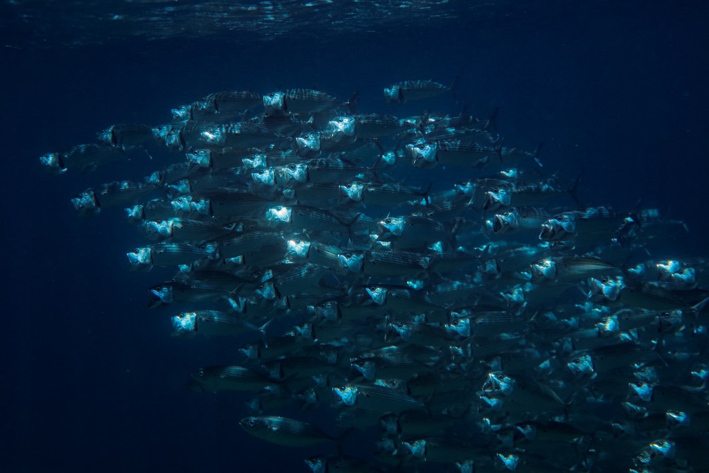 WORLD FOOD DAY: Protecting the food on our tables means addressing persisting marine protection gaps